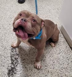 Shelter Stray Male Dog last seen Near BLOCK PALLISTER ST, DETROIT, MI 48202, 7401 Chrysler Dr, Detroit, MI 48211, USA
