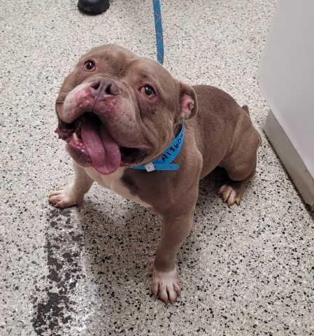 Shelter Stray Male Dog last seen Near BLOCK PALLISTER ST, DETROIT, MI 48202, 7401 Chrysler Dr, Detroit, MI 48211, USA