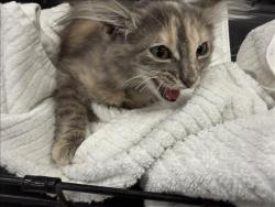 Shelter Stray Female Cat last seen , 14409 Vanowen St, Van Nuys, CA 91405, USA