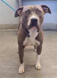 Shelter Stray Male Dog last seen , 600 Aviation Dr, Camarillo, CA 93010, USA
