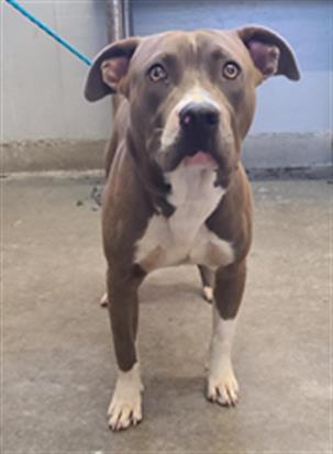 Shelter Stray Male Dog last seen , 600 Aviation Dr, Camarillo, CA 93010, USA