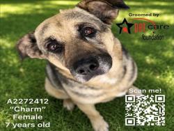 Shelter Stray Female Dog last seen , 1850 W 60th St, Los Angeles, CA 90047, USA