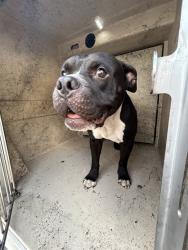 Shelter Stray Male Dog last seen Near BLOCK N ROCKWELL AVE, OKLAHOMA CITY OK 73127, 2811 SE 29th St, Oklahoma City, OK 73129, USA