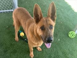 Shelter Stray Male Dog last seen , 1850 W 60th St, Los Angeles, CA 90047, USA