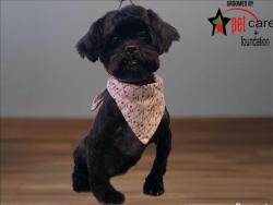 Shelter Stray Male Dog last seen , 1850 W 60th St, Los Angeles, CA 90047, USA