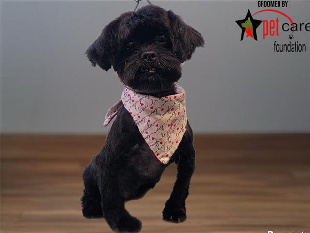 Shelter Stray Male Dog last seen , 1850 W 60th St, Los Angeles, CA 90047, USA