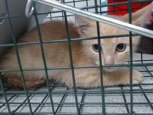 Shelter Stray Male Cat last seen , 2811 SE 29th St, Oklahoma City, OK 73129, USA