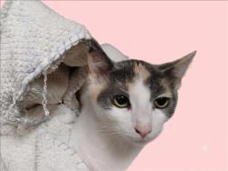 Shelter Stray Female Cat last seen , 1850 W 60th St, Los Angeles, CA 90047, USA