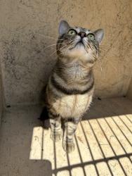 Shelter Stray Male Cat last seen Near BLOCK N ROCKWELL AVE, OKLAHOMA CITY OK 73127, 2811 SE 29th St, Oklahoma City, OK 73129, USA