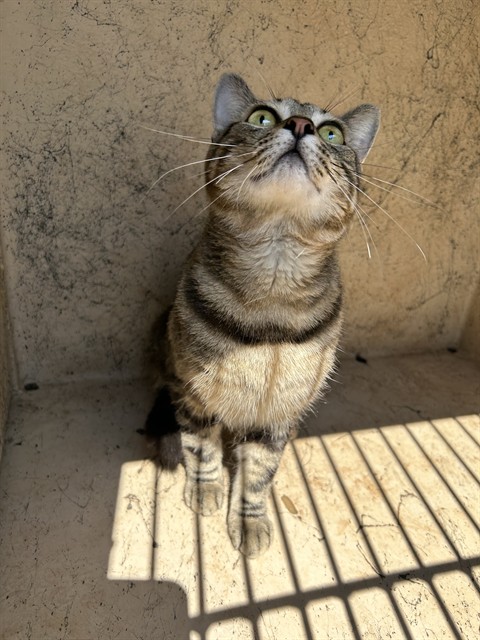 Shelter Stray Male Cat last seen Near BLOCK N ROCKWELL AVE, OKLAHOMA CITY OK 73127, 2811 SE 29th St, Oklahoma City, OK 73129, USA