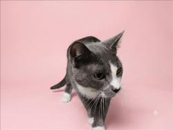 Shelter Stray Female Cat last seen , 1850 W 60th St, Los Angeles, CA 90047, USA