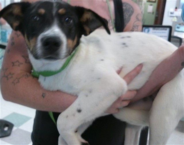 Shelter Stray Female Dog last seen Near BLOCK OUT WEST TRAIL, 2811 SE 29th St, Oklahoma City, OK 73129, USA