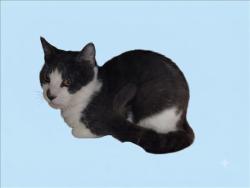 Shelter Stray Male Cat last seen , 1850 W 60th St, Los Angeles, CA 90047, USA