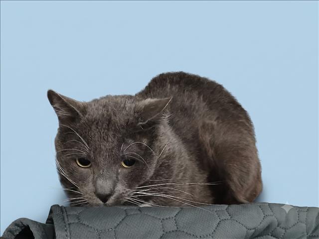 Shelter Stray Male Cat last seen , 1850 W 60th St, Los Angeles, CA 90047, USA