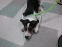 Shelter Stray Male Dog last seen Near BLOCK OUT WEST TRAIL, 2811 SE 29th St, Oklahoma City, OK 73129, USA