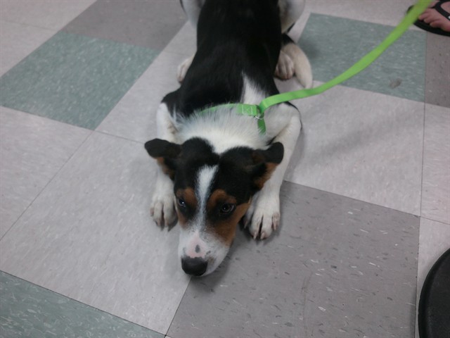 Shelter Stray Male Dog last seen Near BLOCK OUT WEST TRAIL, 2811 SE 29th St, Oklahoma City, OK 73129, USA