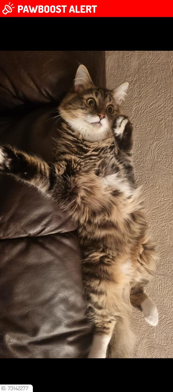 Lost Male Cat last seen FERGUSON PARK, Blairgowrie and Rattray, Scotland 
