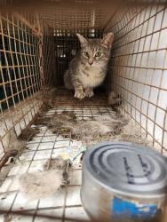 Shelter Stray Female Cat last seen Near BLOCK VINYARD ST, 4950 SW Triana Blvd, Huntsville, AL 35805, USA
