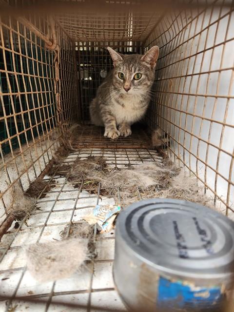 Shelter Stray Female Cat last seen Near BLOCK VINYARD ST, 4950 SW Triana Blvd, Huntsville, AL 35805, USA