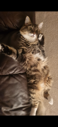 Lost Male Cat last seen FERGUSON PARK, Blairgowrie and Rattray, Scotland 