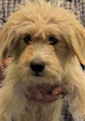 Shelter Stray Female Dog last seen , 1850 W 60th St, Los Angeles, CA 90047, USA
