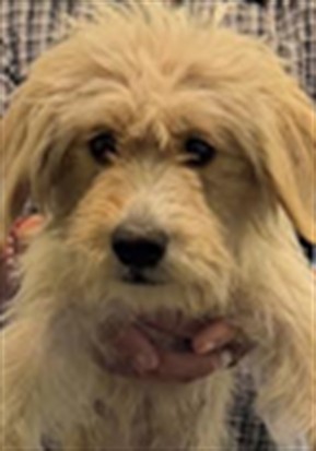 Shelter Stray Female Dog last seen , 1850 W 60th St, Los Angeles, CA 90047, USA