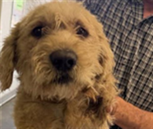 Shelter Stray Male Dog last seen , 1850 W 60th St, Los Angeles, CA 90047, USA
