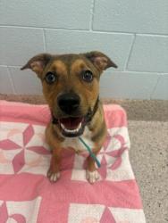 Shelter Stray Male Dog last seen 118TH AND CLAUDE, 12155 Park Blvd, Brighton, CO 80601, USA