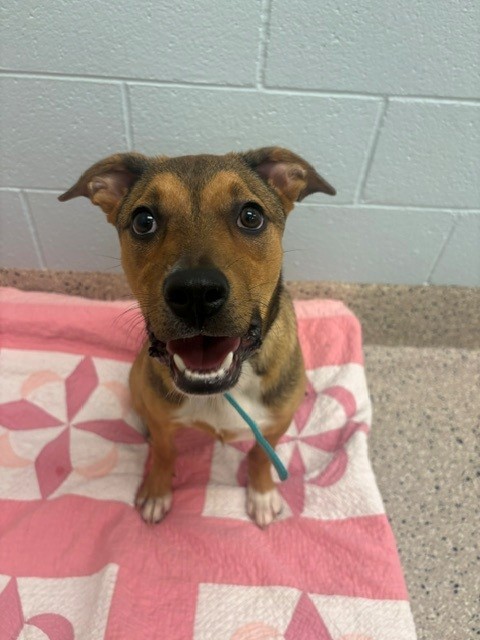 Shelter Stray Male Dog last seen 118TH AND CLAUDE, 12155 Park Blvd, Brighton, CO 80601, USA