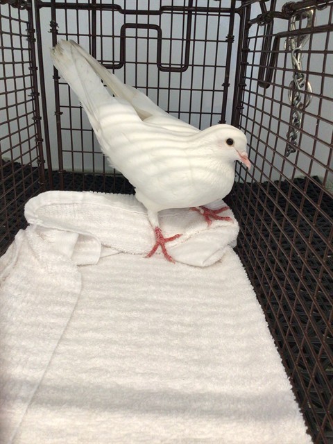Shelter Stray Unknown Bird last seen Near BLOCK E 122ND AVE, 12155 Park Blvd, Brighton, CO 80601, USA