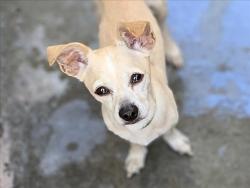 Shelter Stray Male Dog last seen , 957 N Gaffey St, San Pedro, CA 90731, USA
