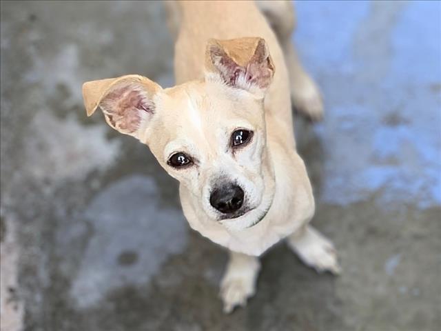 Shelter Stray Male Dog last seen , 957 N Gaffey St, San Pedro, CA 90731, USA