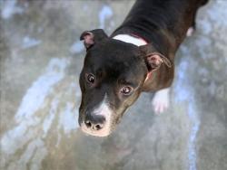 Shelter Stray Male Dog last seen , 957 N Gaffey St, San Pedro, CA 90731, USA