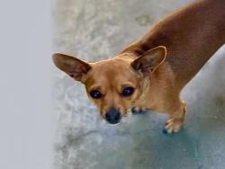 Shelter Stray Male Dog last seen , 957 N Gaffey St, San Pedro, CA 90731, USA