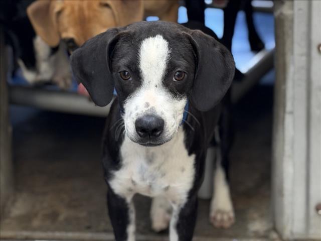 Shelter Stray Male Dog last seen , 957 N Gaffey St, San Pedro, CA 90731, USA