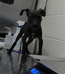 Shelter Stray Female Dog last seen Near BLOCK CUDE ST, FAYETTEVILLE NC 28306, 4704 Corporation Dr, Fayetteville, NC 28306, USA