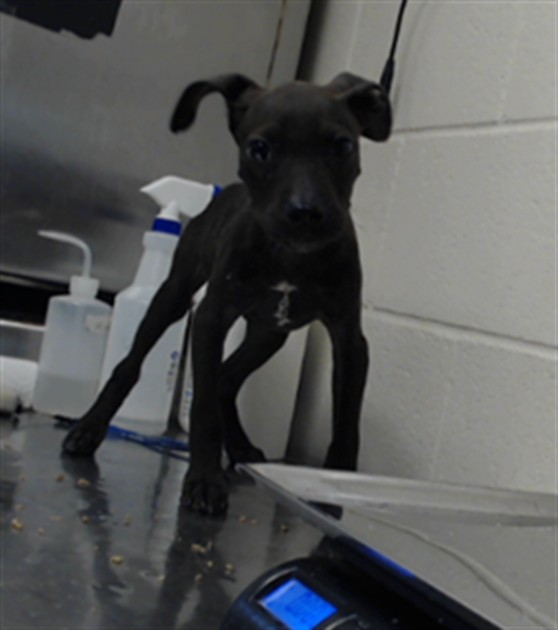 Shelter Stray Female Dog last seen Near BLOCK CUDE ST, FAYETTEVILLE NC 28306, 4704 Corporation Dr, Fayetteville, NC 28306, USA