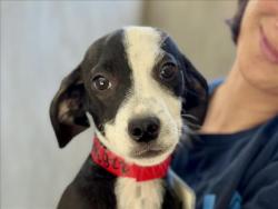Shelter Stray Male Dog last seen , 957 N Gaffey St, San Pedro, CA 90731, USA