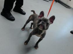 Shelter Stray Male Dog last seen Near BLOCK SUNCHON RD, FORT LIBERTY NC 28307, 4704 Corporation Dr, Fayetteville, NC 28306, USA