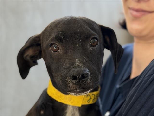 Shelter Stray Male Dog last seen , 957 N Gaffey St, San Pedro, CA 90731, USA