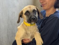 Shelter Stray Male Dog last seen , 957 N Gaffey St, San Pedro, CA 90731, USA