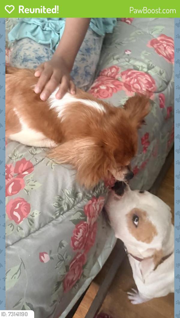 Reunited Female Dog last seen Heathcliff dr, Memphis, TN 38134