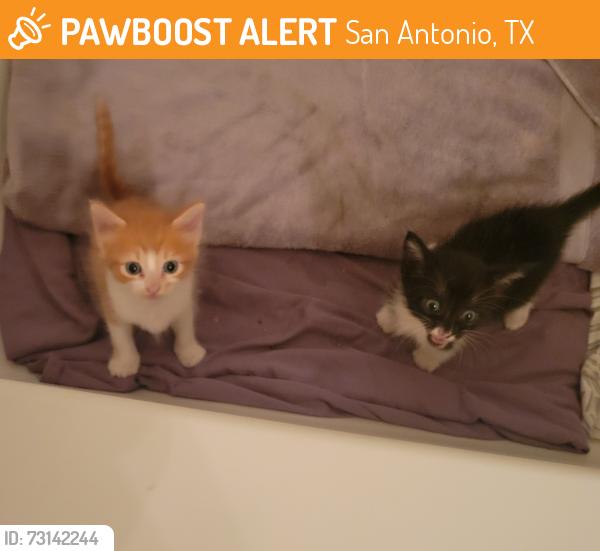 Found/Stray Unknown Cat last seen The Hills of Shaenfield, San Antonio, TX 78254