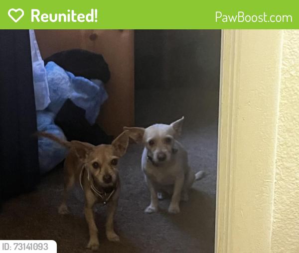 Reunited Male Dog last seen 47th Ave., Glendale, Glendale, AZ 85051