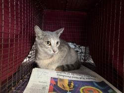 Shelter Stray Female Cat last seen , 957 N Gaffey St, San Pedro, CA 90731, USA