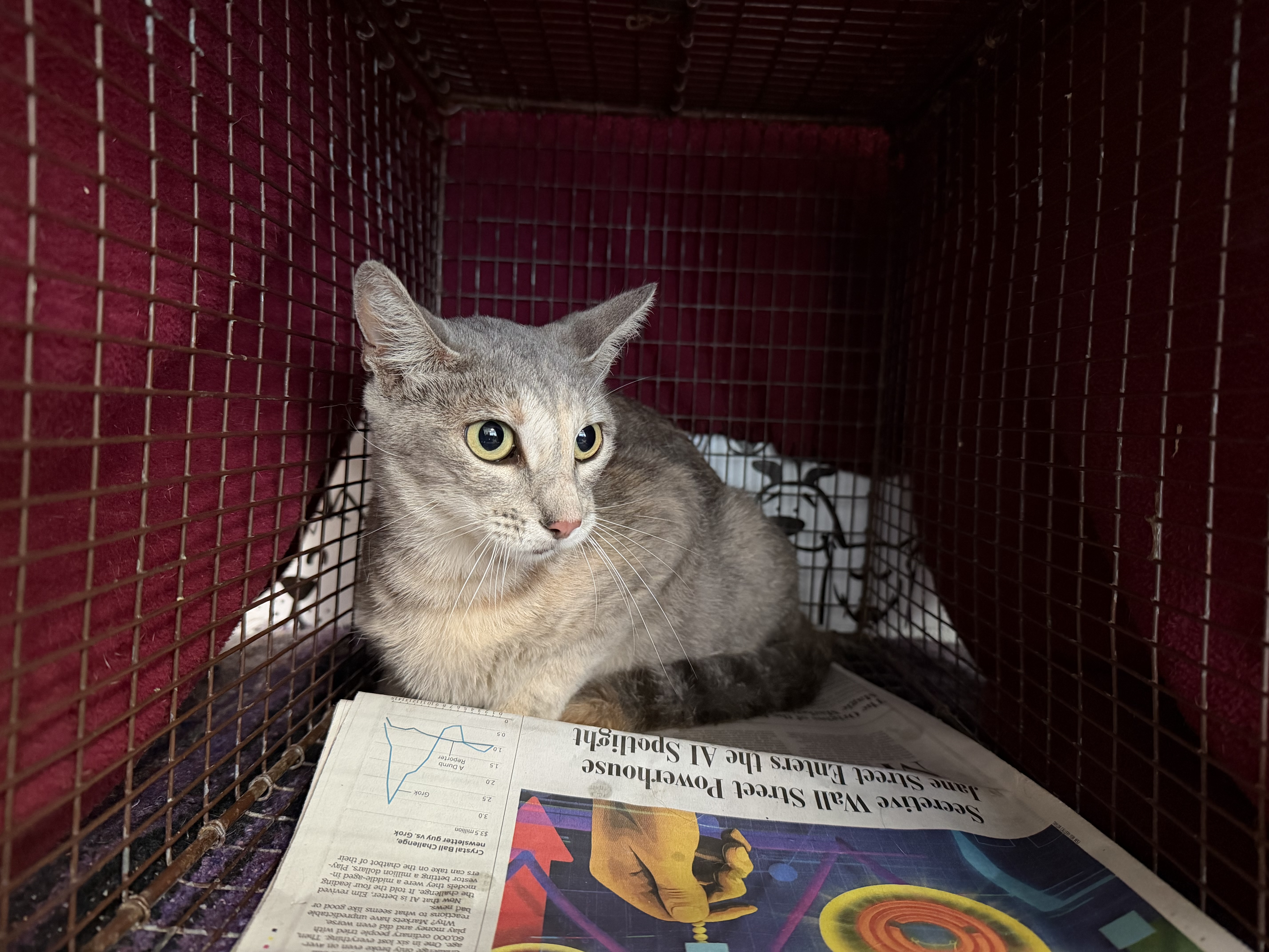 Shelter Stray Female Cat last seen , 957 N Gaffey St, San Pedro, CA 90731, USA