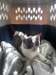Shelter Stray Unknown Cat last seen Near BLOCK W 3980, 4522 W 3500 S, West Valley City, UT 84120, USA