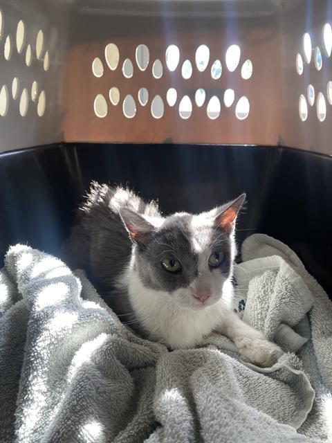 Shelter Stray Unknown Cat last seen Near BLOCK W 3980, 4522 W 3500 S, West Valley City, UT 84120, USA