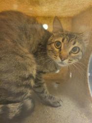 Shelter Stray Unknown Cat last seen Near BLOCK W BRUCEMONT DR, TAYLORSVILLE UT 84129, 4522 W 3500 S, West Valley City, UT 84120, USA