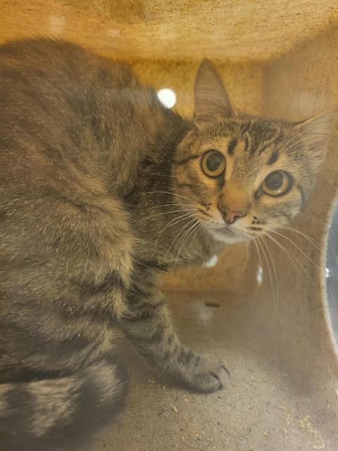 Shelter Stray Unknown Cat last seen Near BLOCK W BRUCEMONT DR, TAYLORSVILLE UT 84129, 4522 W 3500 S, West Valley City, UT 84120, USA